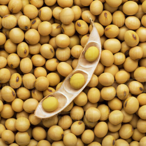 SOYA BEANS 30 KGS NA