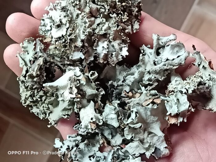 STONE FLOWER LOOSE NA