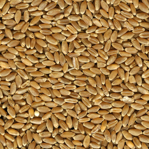 WHEAT KESARI BHOG LOOSE