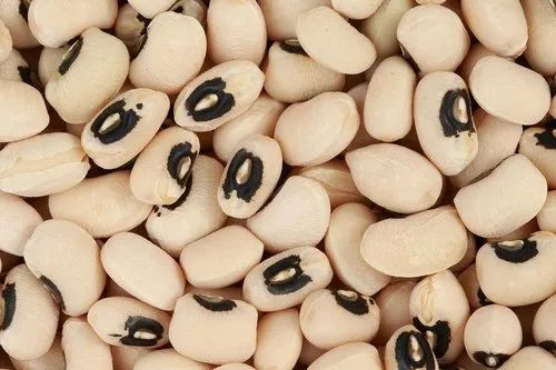 WHITE LOBIA 30 KGS NA