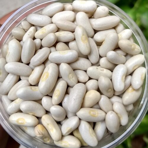 WHITE RAJMA 30 KGS NA