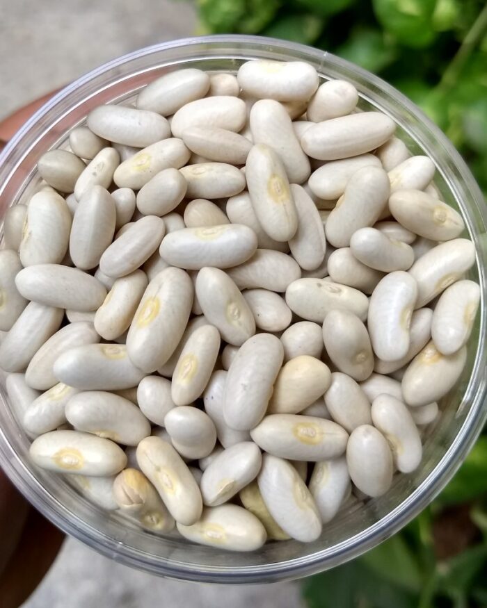 WHITE RAJMA 30 KGS NA